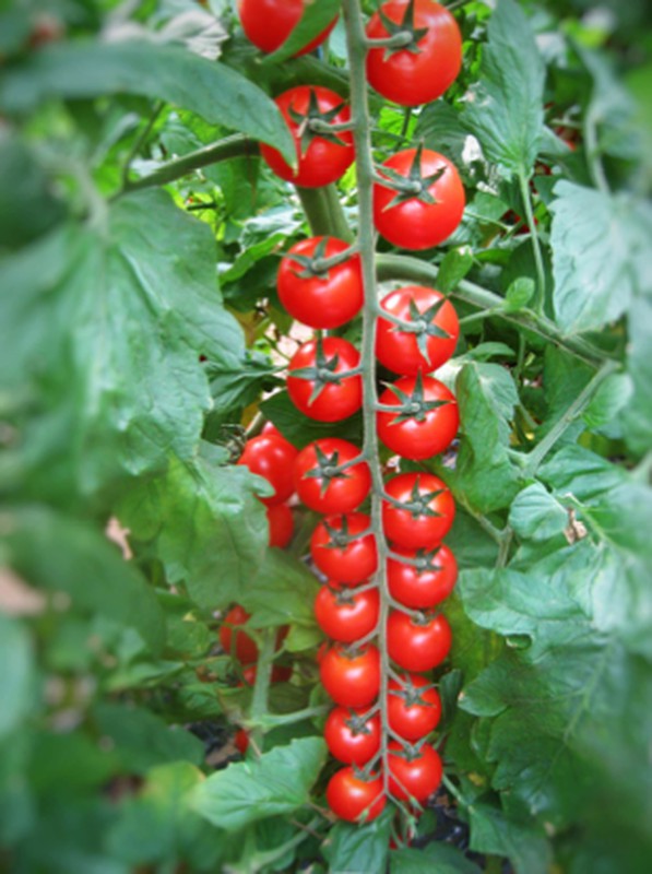 Aprobada la formulación del Plan Estratégico para frutas y hortalizas de invernadero