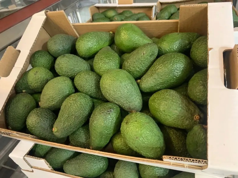 La Guardia Civil investiga a un individuo por el hurto de 190 kilos de aguacates en una finca de Salobrea 