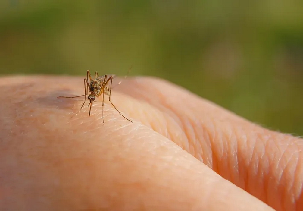 Con el calor y las ventanas abiertas llegan los temidos mosquitos tigre