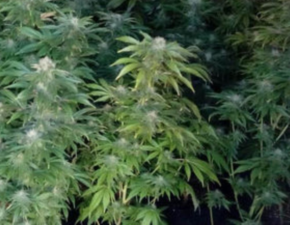 Intervenidas 2.400 plantas de cannabis sativa en Santa Fe y Vegas del Genil
