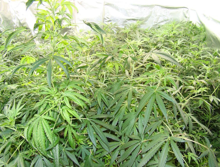 Intervenidas 3.278 plantas de cannabis sativa y otros 19,5 kilos de marihuana en Güevéjar y Monachil