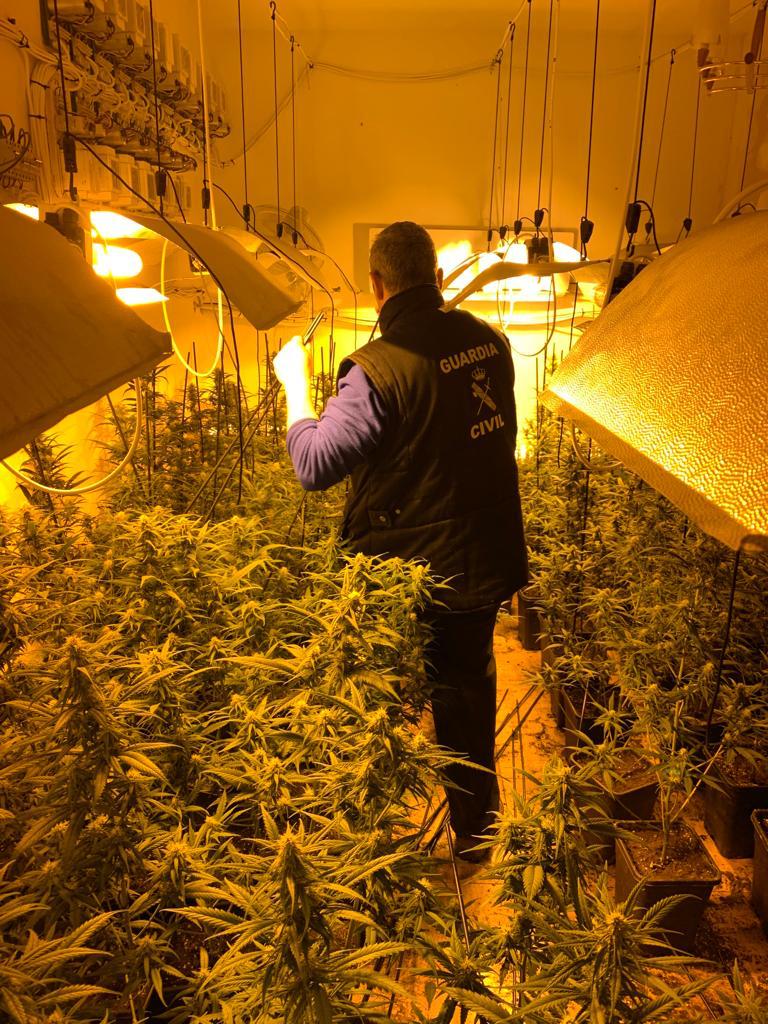 Intervenidas 2.475 plantas de cannabis sativa en cuatro operaciones antidroga