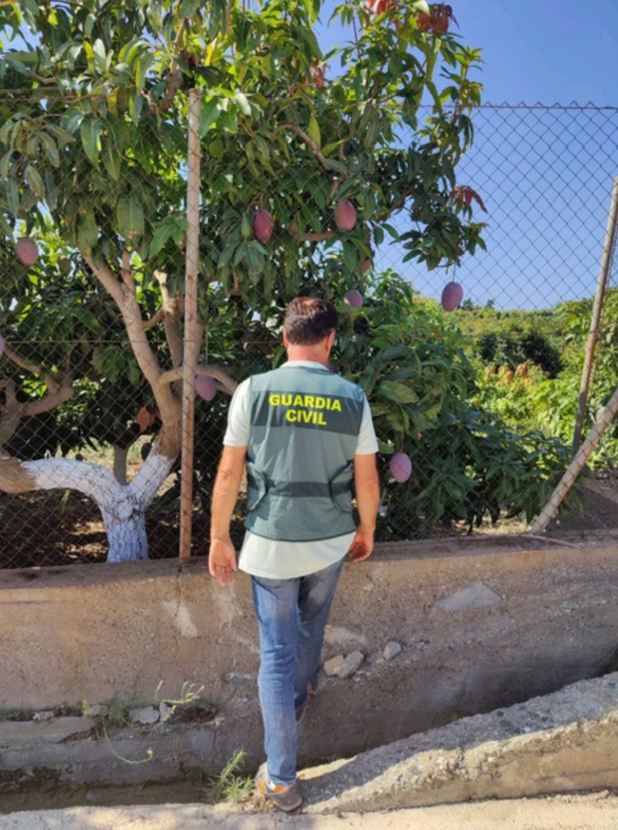 Se investiga a tres individuos por robar 2.500 kilos de mangos en una finca de Molvízar