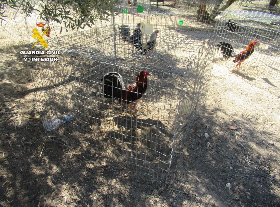 La Guardia Civil investiga a tres personas por mutilar gallos de pelea	