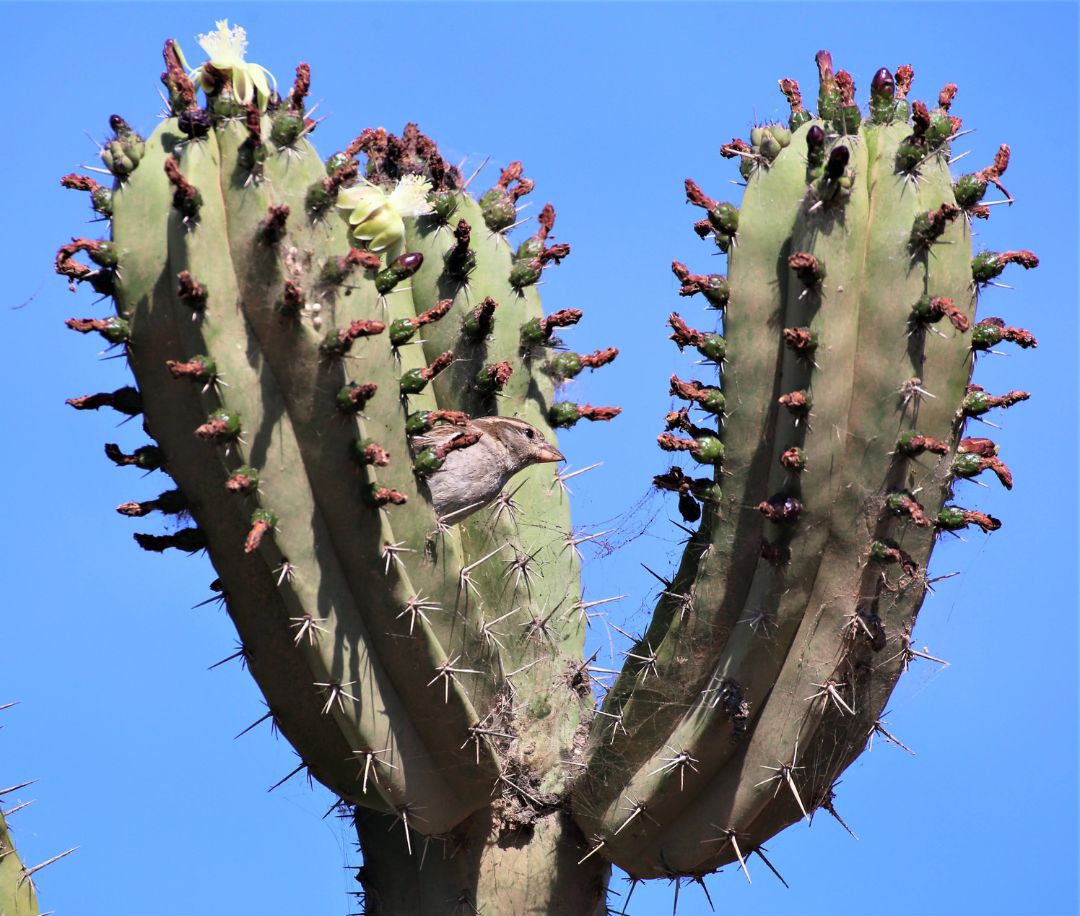 Los motrileños responden con éxito a la jornada de puertas abiertas del Jardín de Cactus y Suculentas Teresa 