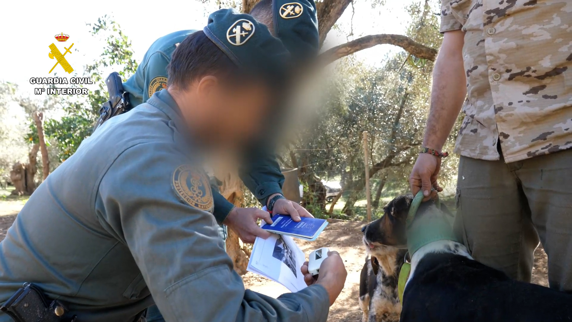 La Guardia Civil investiga a 58 personas por mutilar a más de mil perros en varias provincias de Andalucía, entre ellas Granada