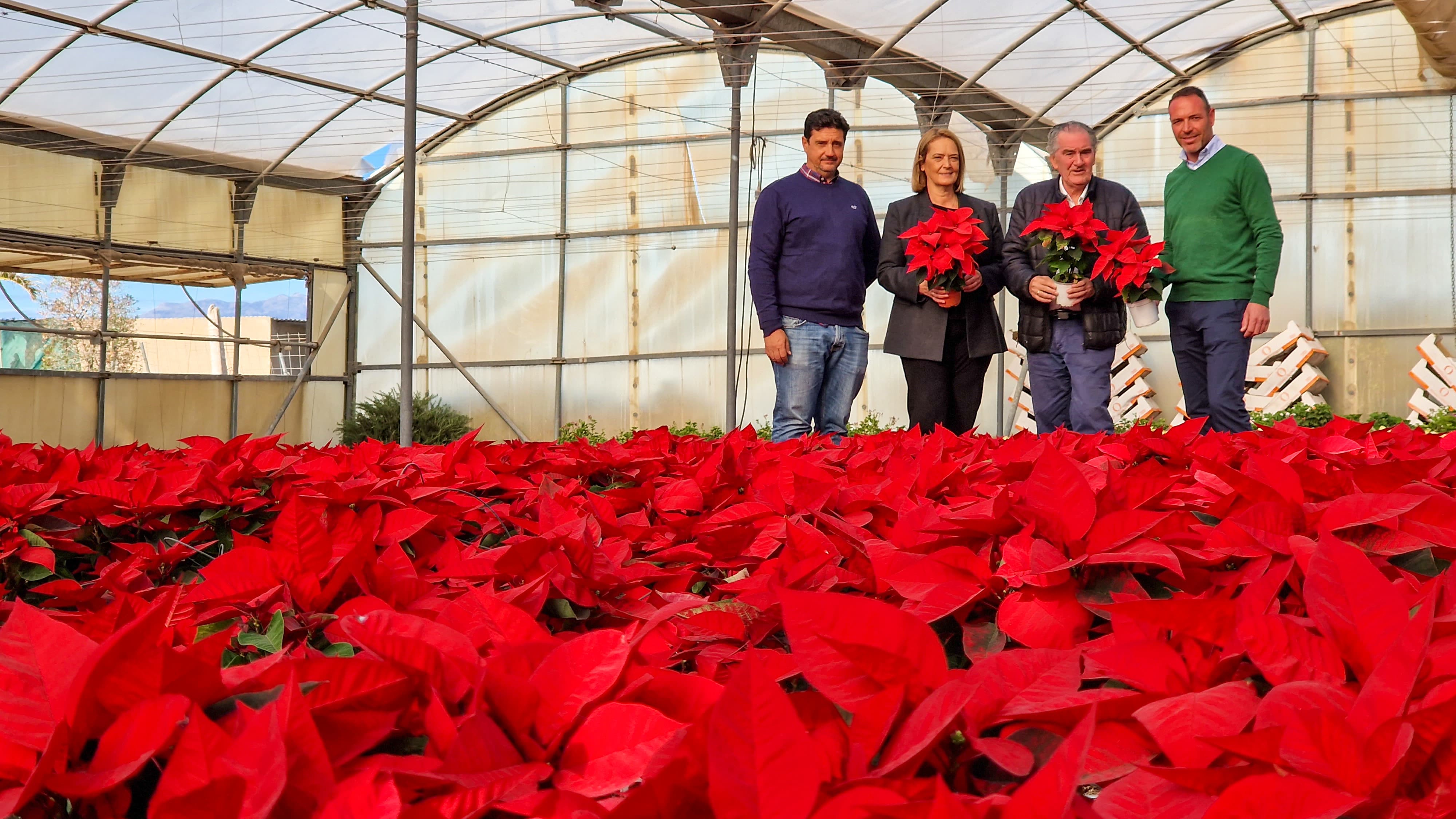 Espectacular imagen del vivero municipal de Motril que produce 9.000 pascueros para vestir la Navidad
