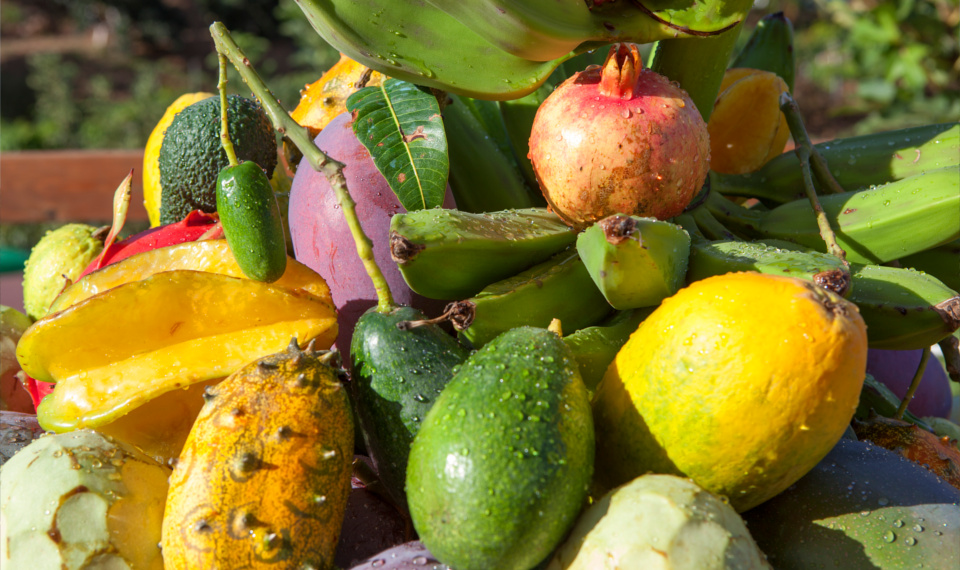 El Gobierno destina 17,7 millones de euros de ayuda extraordinaria a más de 13.500 productores de frutales y frutos de cáscara de Andalucía