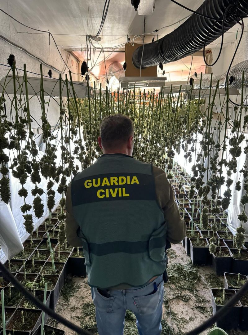 Desarticulados cinco centros de produccin de marihuana e incautadas ms de 1.800 plantas de cannabis sativa 