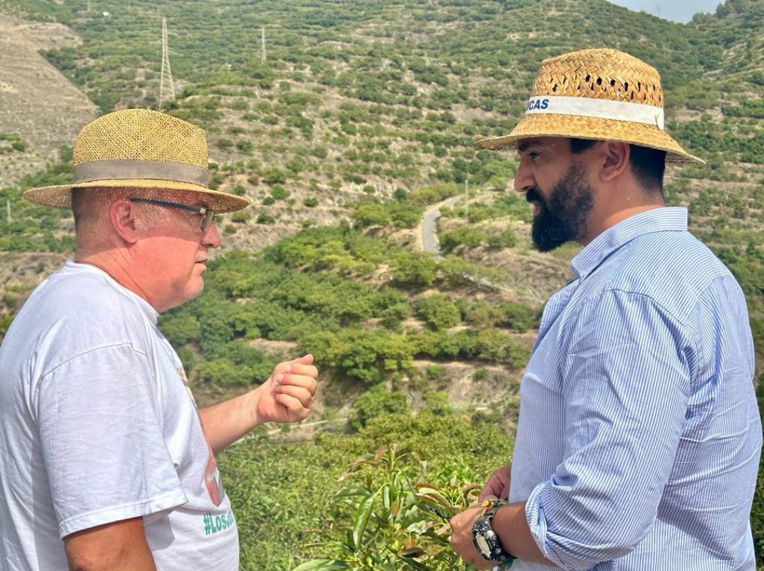 VOX cuestionará al Gobierno sobre la producción de aguacate en España, para impulsar y posicionar este fruto de la Costa Tropical en el mercado nacional e internacional