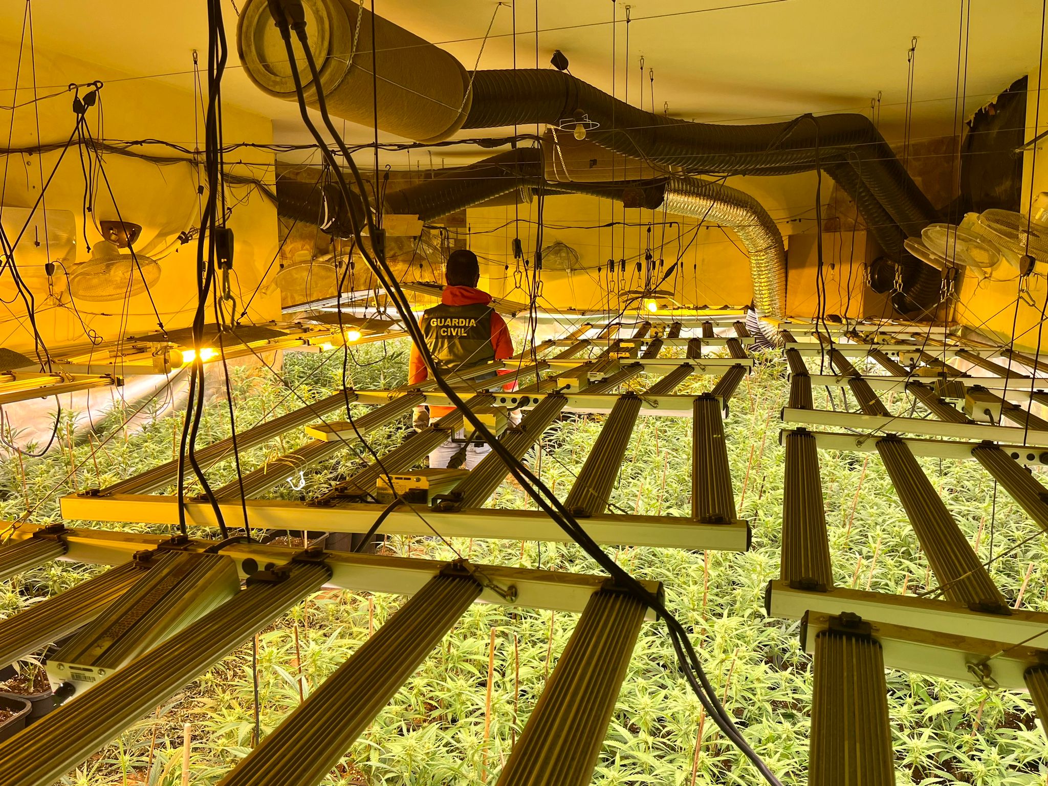 Incautadas ms de 1.000 plantas en dos centros de produccin de marihuana de Hjar y de Cllar Vega 