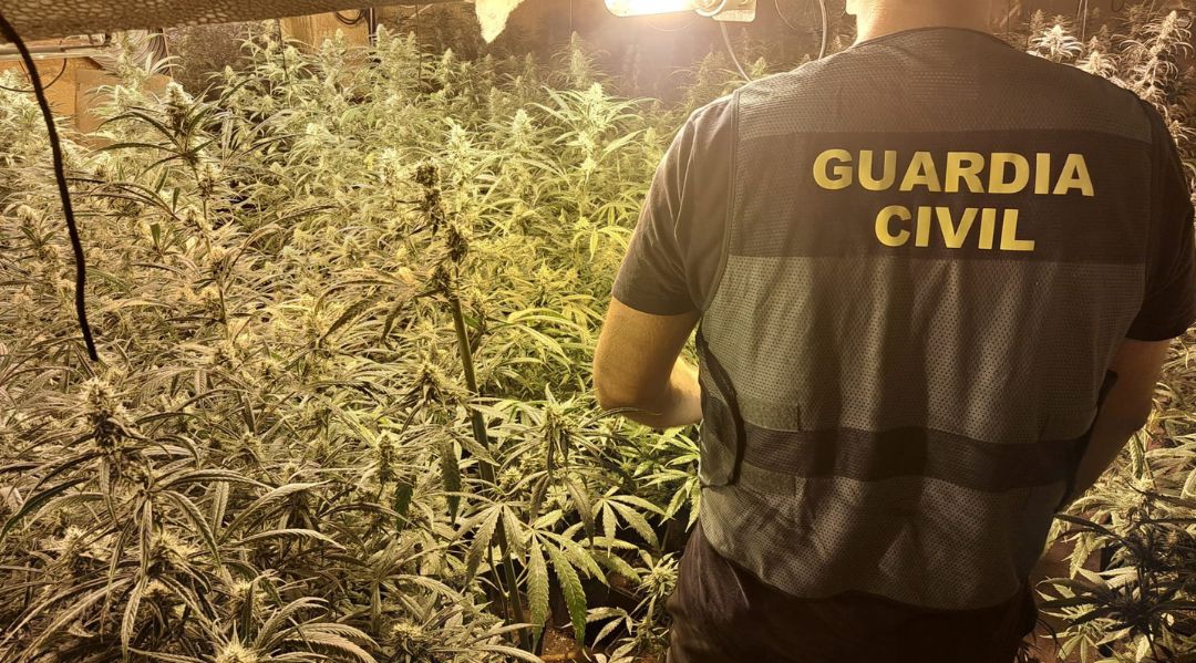 Desarticulados tres centros de produccin de marihuana en Pulianas