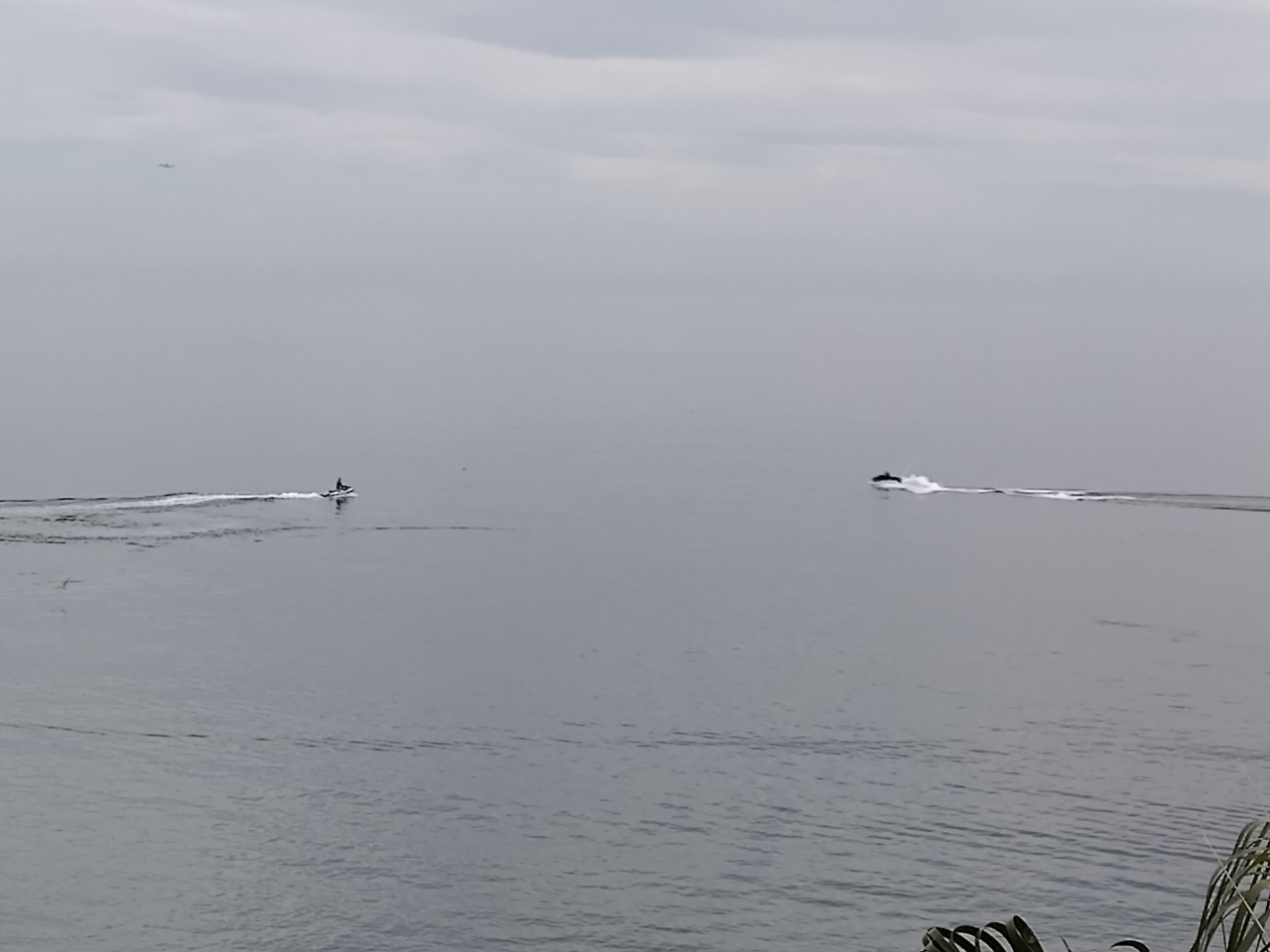 Una orca y delfines con crias se pasean por la playa de Almuñécar