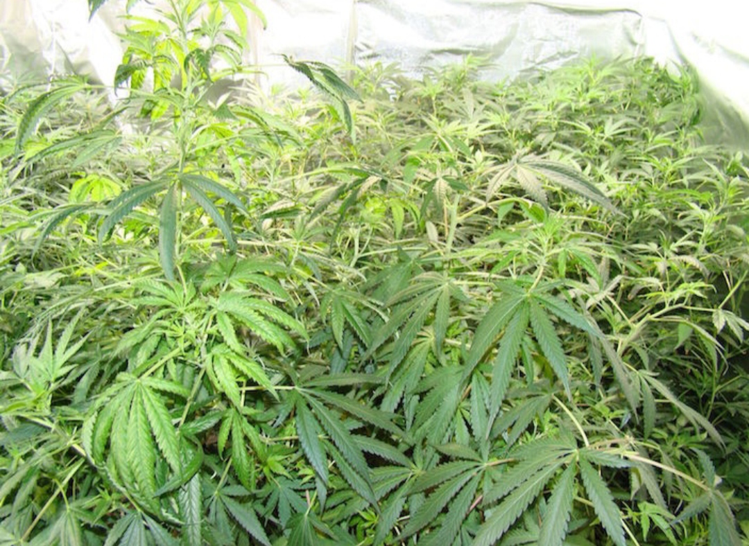 Localizado un zulo con una plantacin de marihuana en una vivienda de Albolote