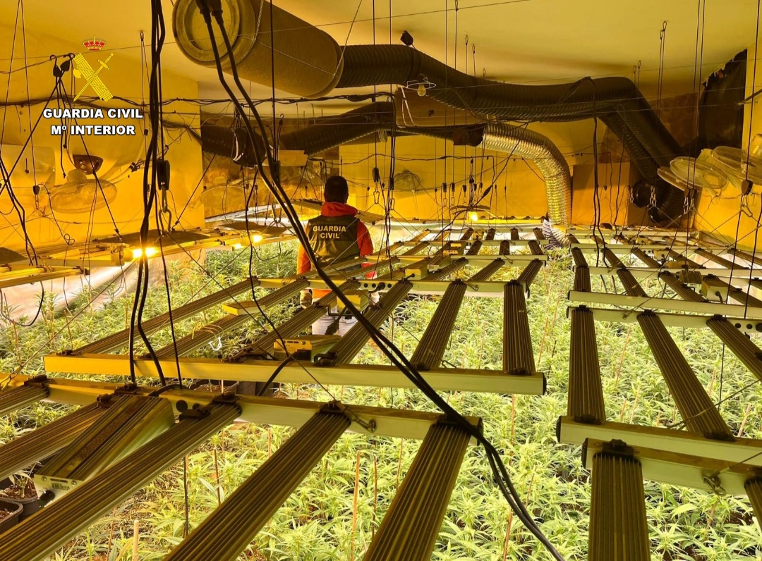 Tres puntos de cultivo de marihuana son desmantelados en Cúllar Vega y Las Gabias 
