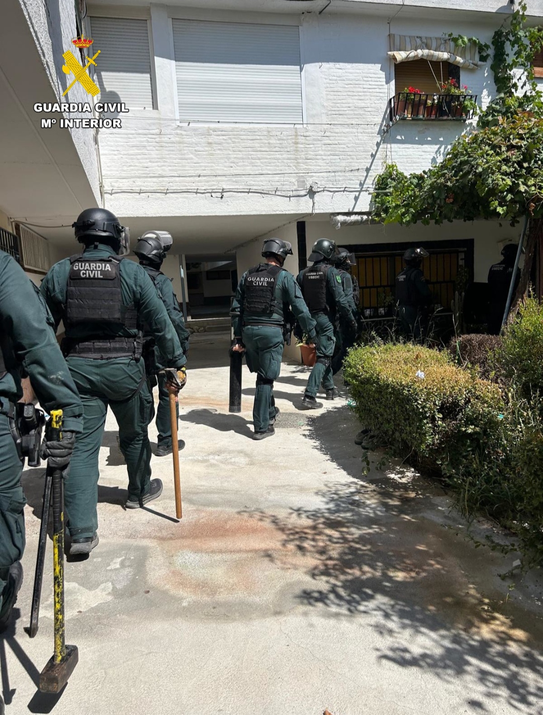 Incautadas 5.507 plantas de marihuana en dos actuaciones antidroga en Pinos Puente y Fuente Vaqueros
