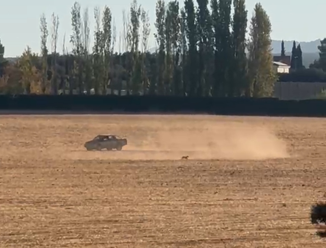 A disposición judicial un hombre por amenazar con un hacha a dos trabajadoras municipales en el Altiplano y otro por perseguir a un perro con su vehículo en el cinturón granadino
