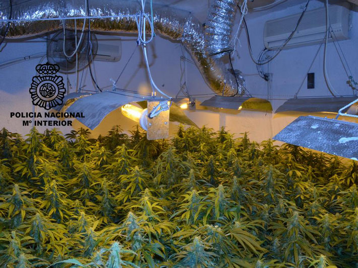 La Policía Nacional detiene a una  persona, y desmantela un invernadero “indoor” con más de 800 plantas de Cannabis Sativa 