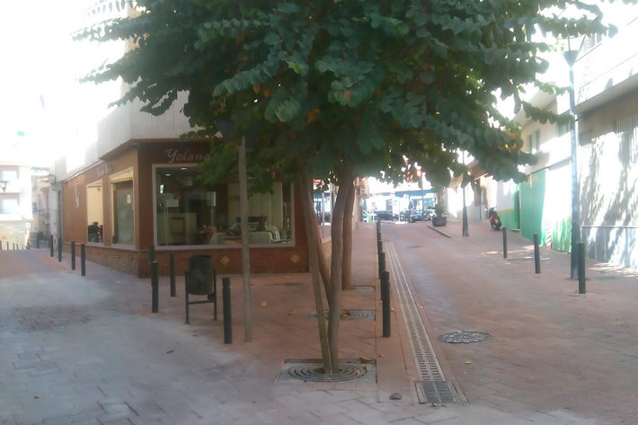 El Partido Andalucista de Motril vuelve a advertir de la falta de mantenimiento de numerosos �rboles de nuestra ciudad