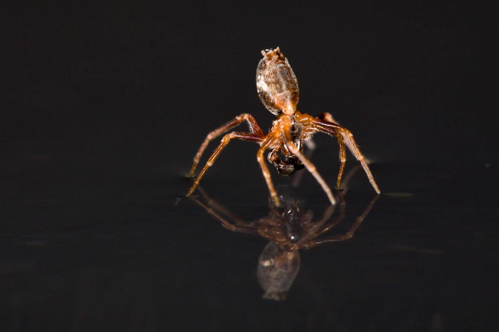 Un equipo internacional de científicos revela el mecanismo que siguen las arañas para poder nadar, uno de los secretos desconocidos de la Naturaleza