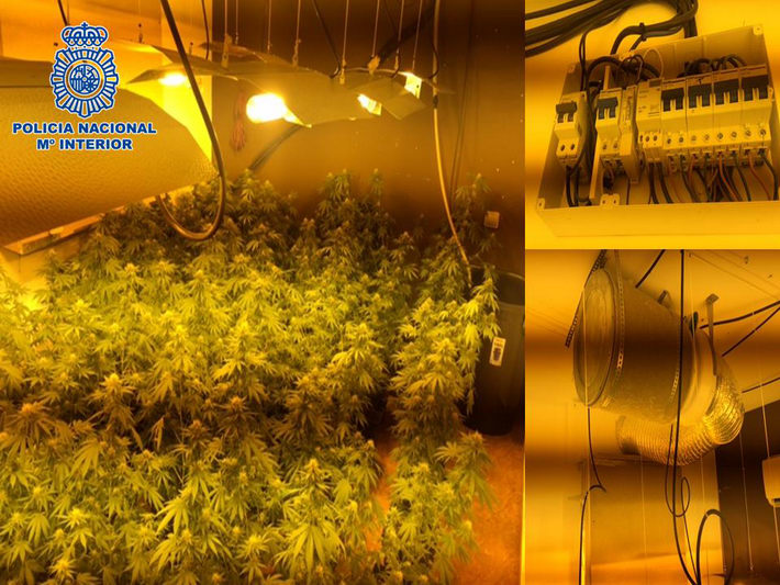 La Polic�a Nacional detiene a una persona y desmantela una plantaci�n �indoor� de cannabis sativa  en una vivienda 
