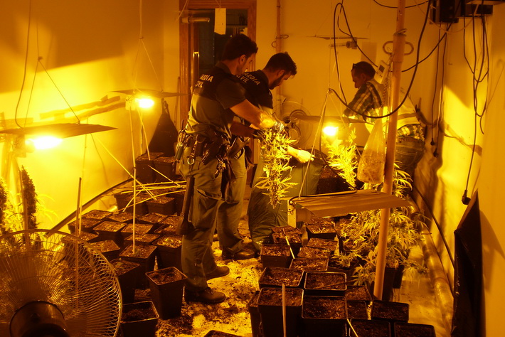 La Guardia Civil descubre en Loja tres plantaciones de cannabis al auxiliar a un empleado de la compaa elctrica a cortar el suministro