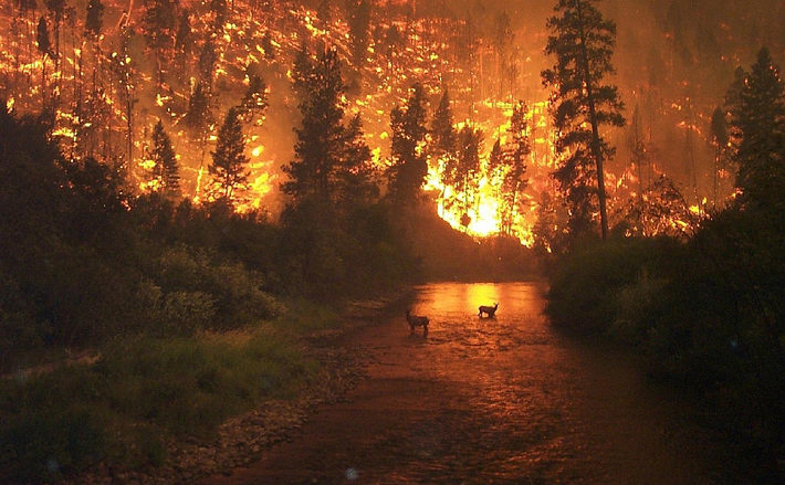 Un estudio predice grandes incendios en bosques de Estados Unidos y Europa a causa del cambio climático