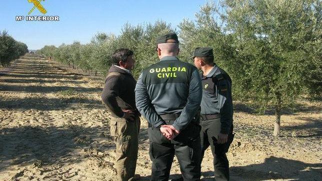 La Guardia Civil pone en marcha un plan especial contra el robo de aceituna 