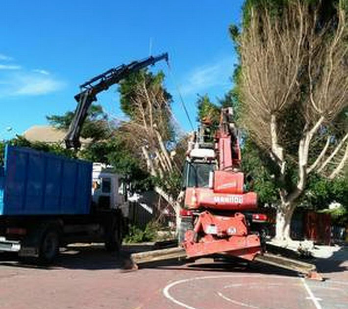 La concejalía de Parques y Jardines de Motril inicia una campaña de poda de palmeras y arbolado
