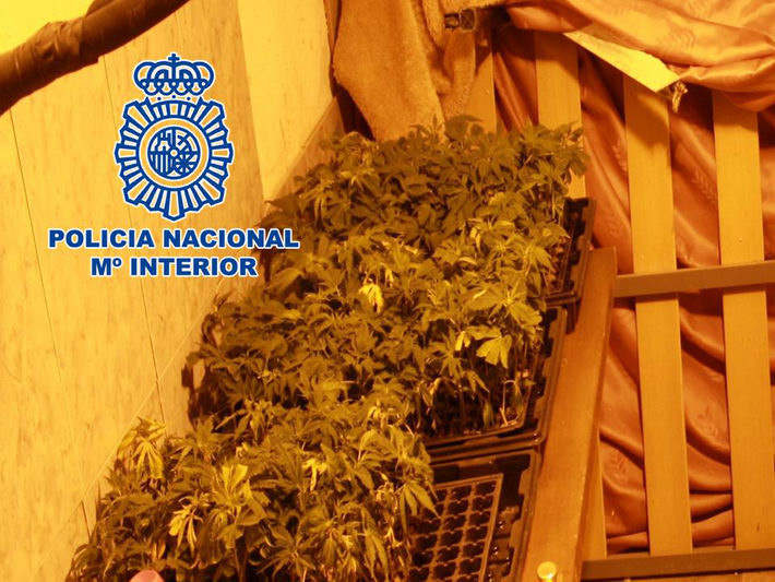La Polica Nacional detiene a dos personas por posesin de 111 esquejes de Marihuana
