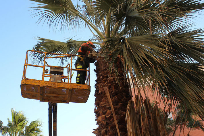 La concejal�a de Parques y Jardines contin�a con el plan de poda de palmeras y �rboles en calles y parques de la ciudad