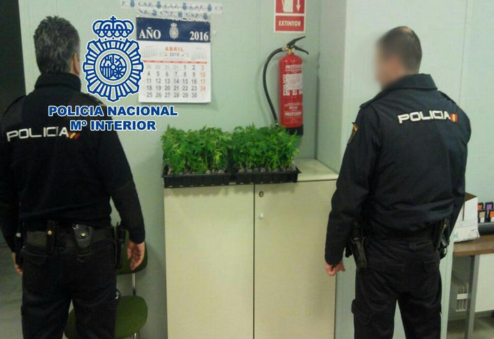 La Polic�a Nacional detiene a un individuo con 220 plantas de marihuana