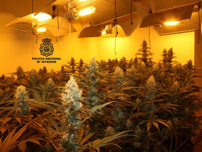 La Policía Nacional ha detenido a 36 personas e intervenido 2.821 plantas de marihuana en 18 registros en el presente año en Granada 