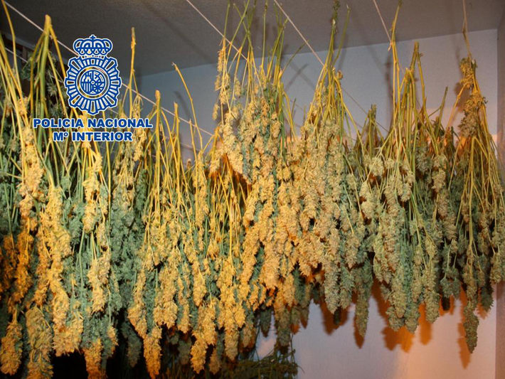 La Policía Nacional detiene a tres individuos y desmantela una plantación “indoor” de cannabis sativa  en una vivienda 