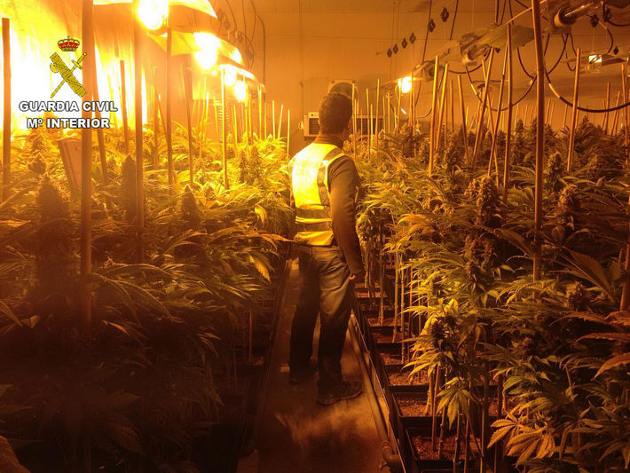 La Guardia Civil interviene 2261 plantas de cannabis sativa en dos naves industriales de Cijuela