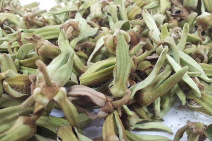 Almuñécar pone a disposición de los agricultores la maquinaria para extracción de polen del chirimoyo.
