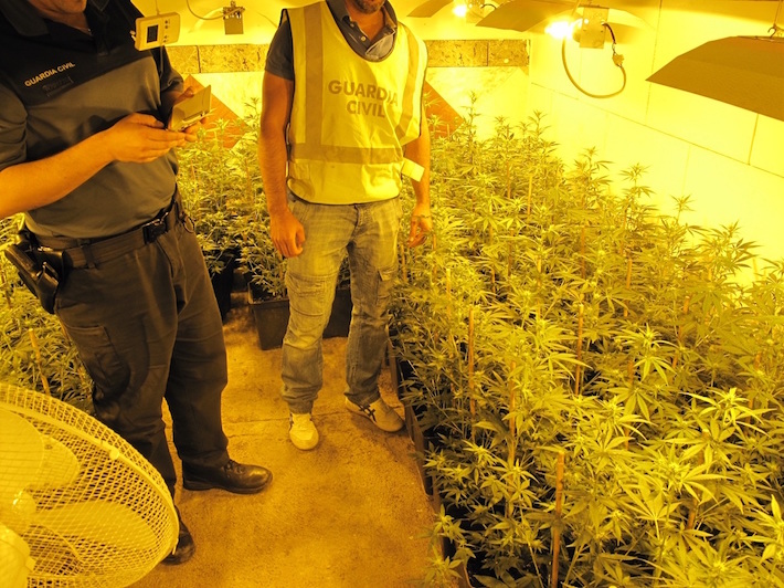 La Guardia Civil intervine más de mil plantas de cannabis sativa 
