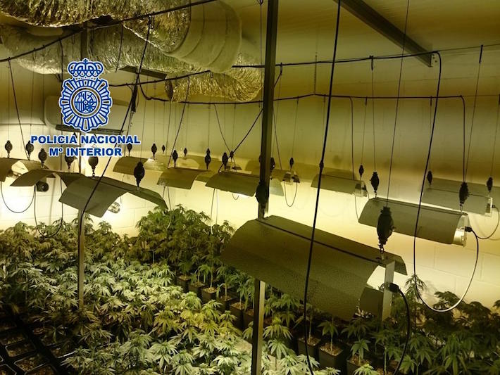 La Policía Nacional detiene a seis personas y desmantela dos plantaciones con casi 1.500  plantas de cannabis sativa 
