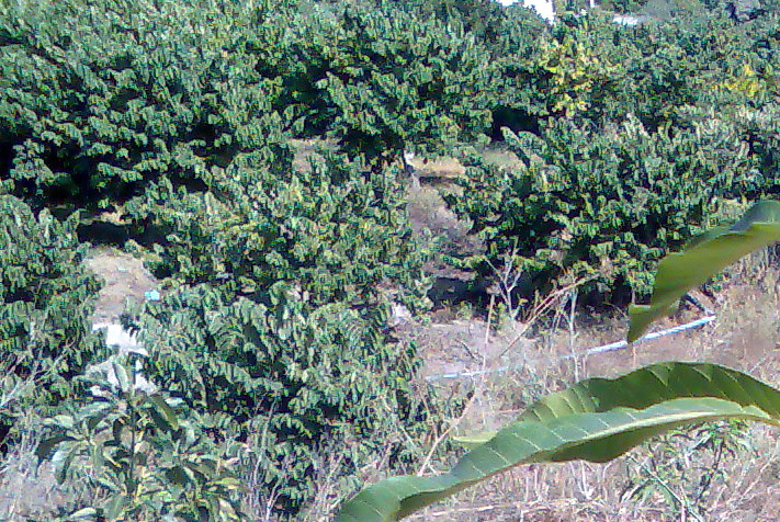 La sequía ataca duramente a los pozos de Río Verde 