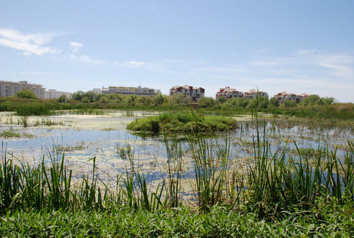 La Reserva Natural de la Charca de Surez acoger ejemplares de Tortuga Mora