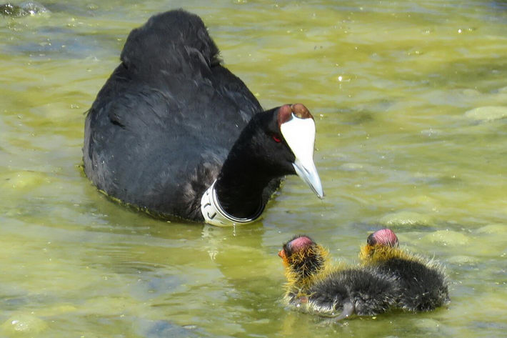 El programa La Charca de Todos conmemorar 10 aos de voluntariado en la Reserva Natural de la Charca de Surez
           