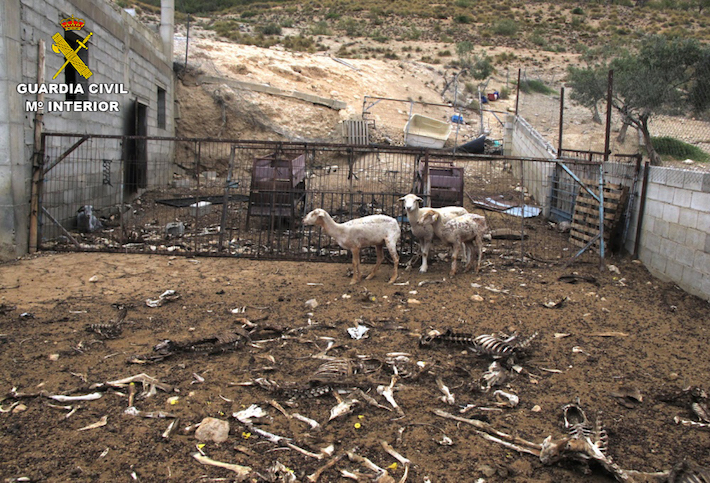 La Guardia Civil investiga a un ganadero de Zújar por presuntamente dejar morir de hambre a 200 ovejas