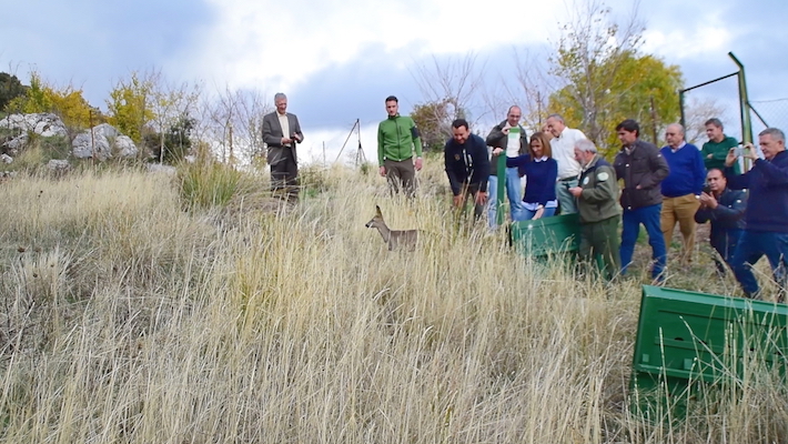 Medio Ambiente libera dos ejemplares de corzos andaluces en el Parque Natural Sierra de Hutor 