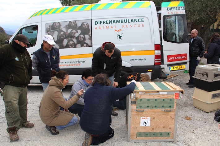 El Ayuntamiento de Almu��car agradece la colaboraci�n de FAADA en las gestiones y traslado de  47 animales a B�lgica y Holanda
