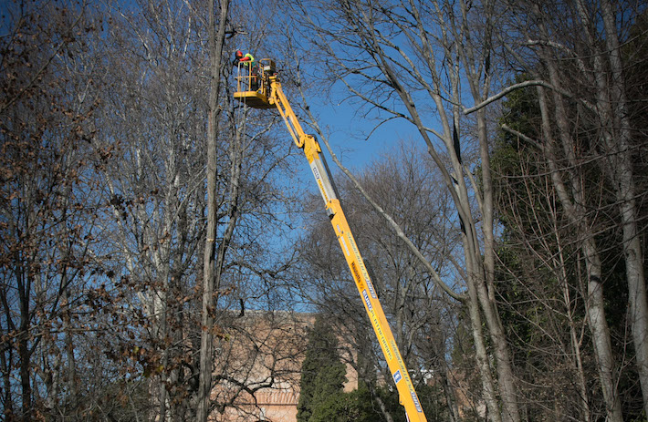 La Alhambra organiza unas jornadas informativas sobre el manejo del arbolado en el Monumento
