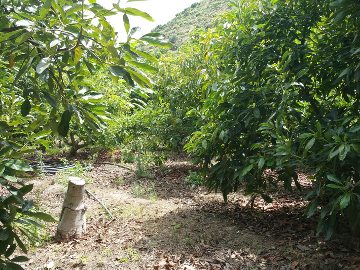 �Los regantes de R�o Verde hacen p�blica su desesperaci�n ante la falta de lluvias en la comarca�.