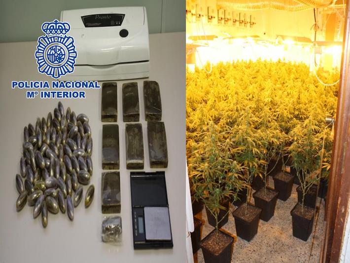 La Polica Nacional se incauta de 620 plantas de marihuana y 70 bellotas de hachs