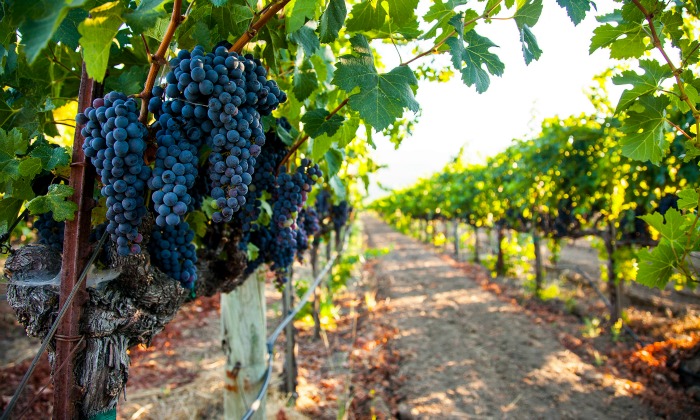 Abierta hasta el 15 de marzo la convocatoria de solicitud para nuevas plantaciones de vi�edo 
