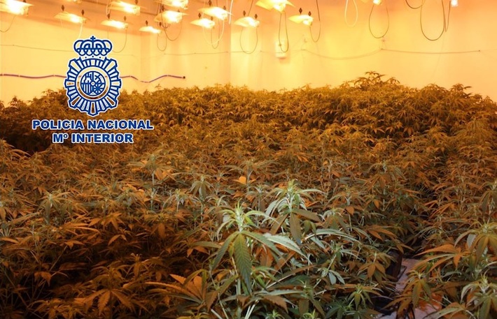 La Polica Nacional detiene a dos personas e interviene 395 plantas de cannabis sativa desmantelando una plantacin en un inmueble