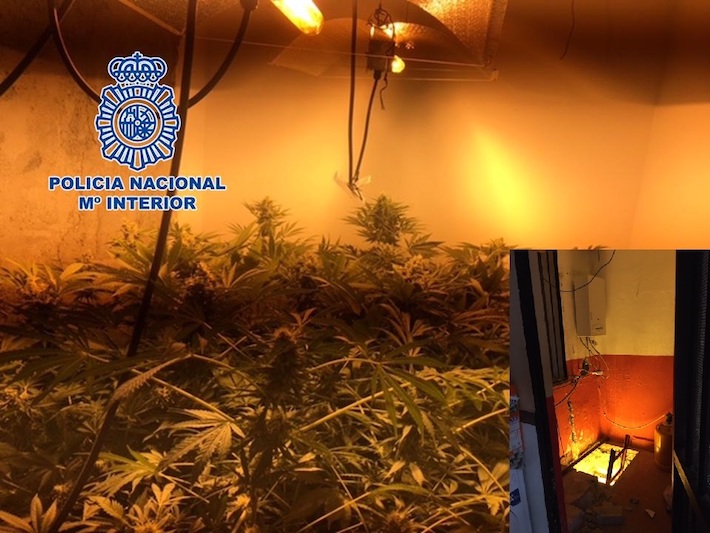 La Polic�a Nacional detiene a tres individuos y desmantela dos plantaciones �indoor� de cannabis sativa en viviendas
